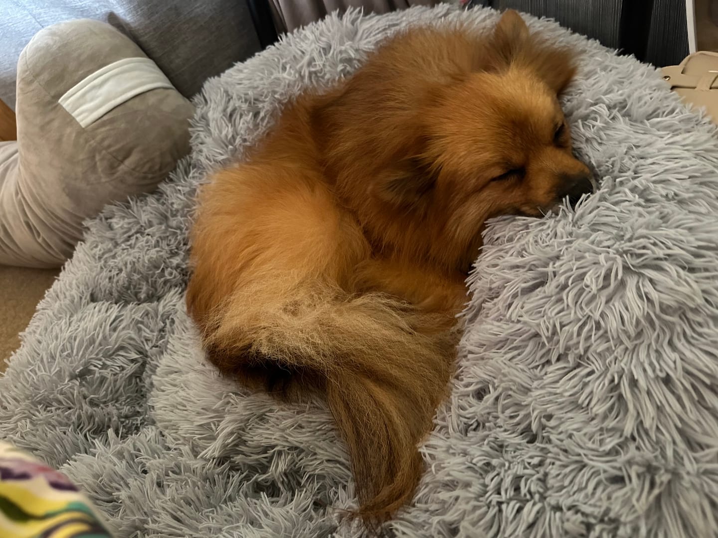 Customer photo review of Calming Dog Bed