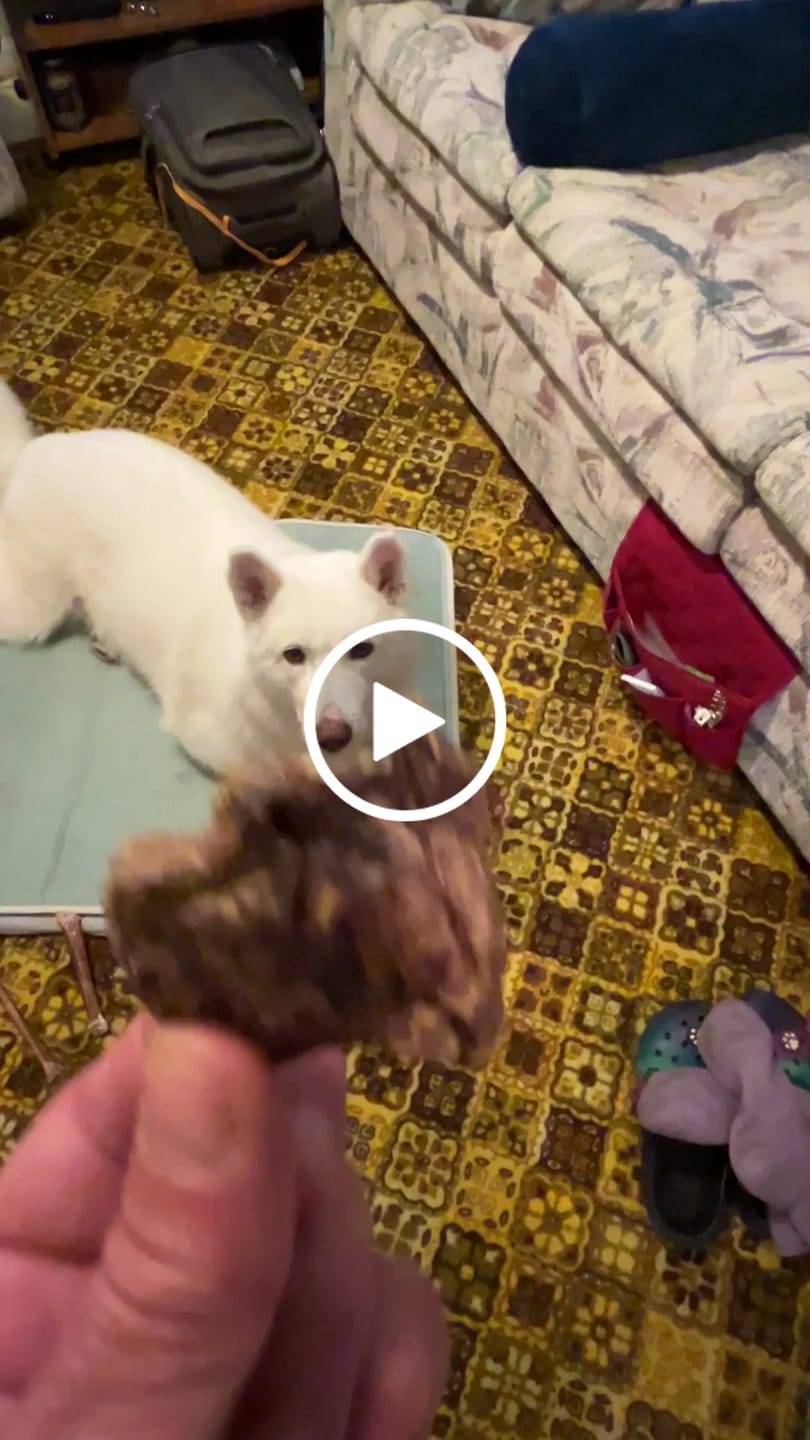 Customer video review of Beef Lung Chunks 1lb