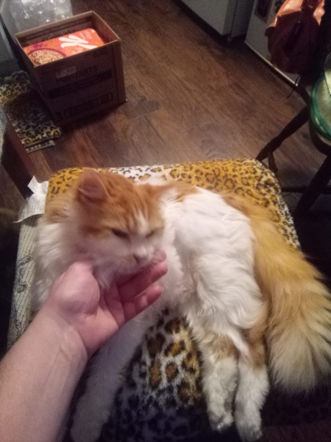 Customer photo review of Hyperthyroidism Supplement for Cats - Treats Cat Hyperthyroid, Patchy Hair Loss, and Helps Cat Weight Gain
