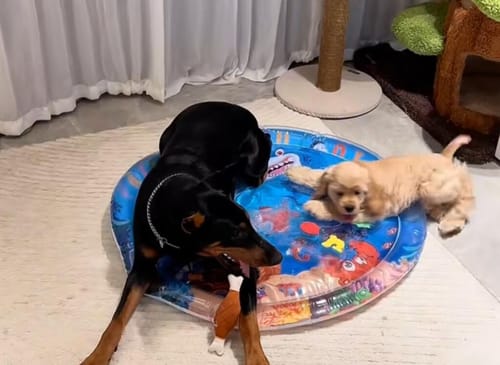 Customer photo review of [Special Sale] Upgraded Thickness Pet Cooling Water Bed