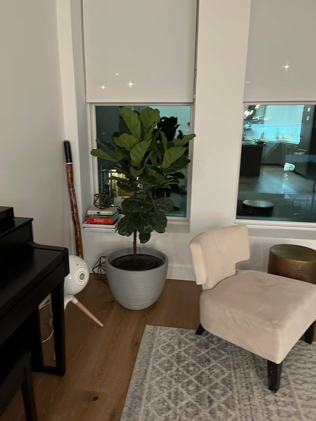 Customer photo review of Ficus Lyrata Tree Form Single, Fiddle Leaf Fig Tree