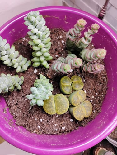 Customer photo review of Lithops | Living Stones