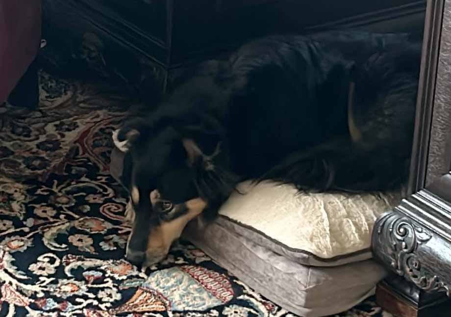 Customer photo review of Orthopädisches Hundekissen "Easy"