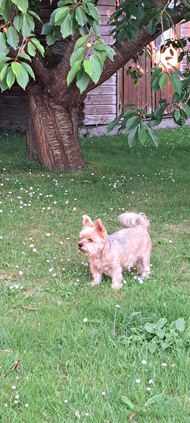 Customer photo review of Dog Gel