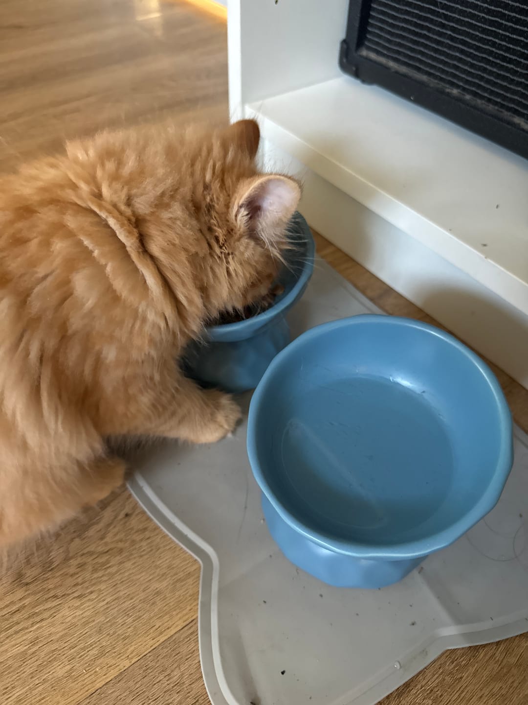 Customer photo review of Tilting Ceramic Cat Bowls With Uneven Texture