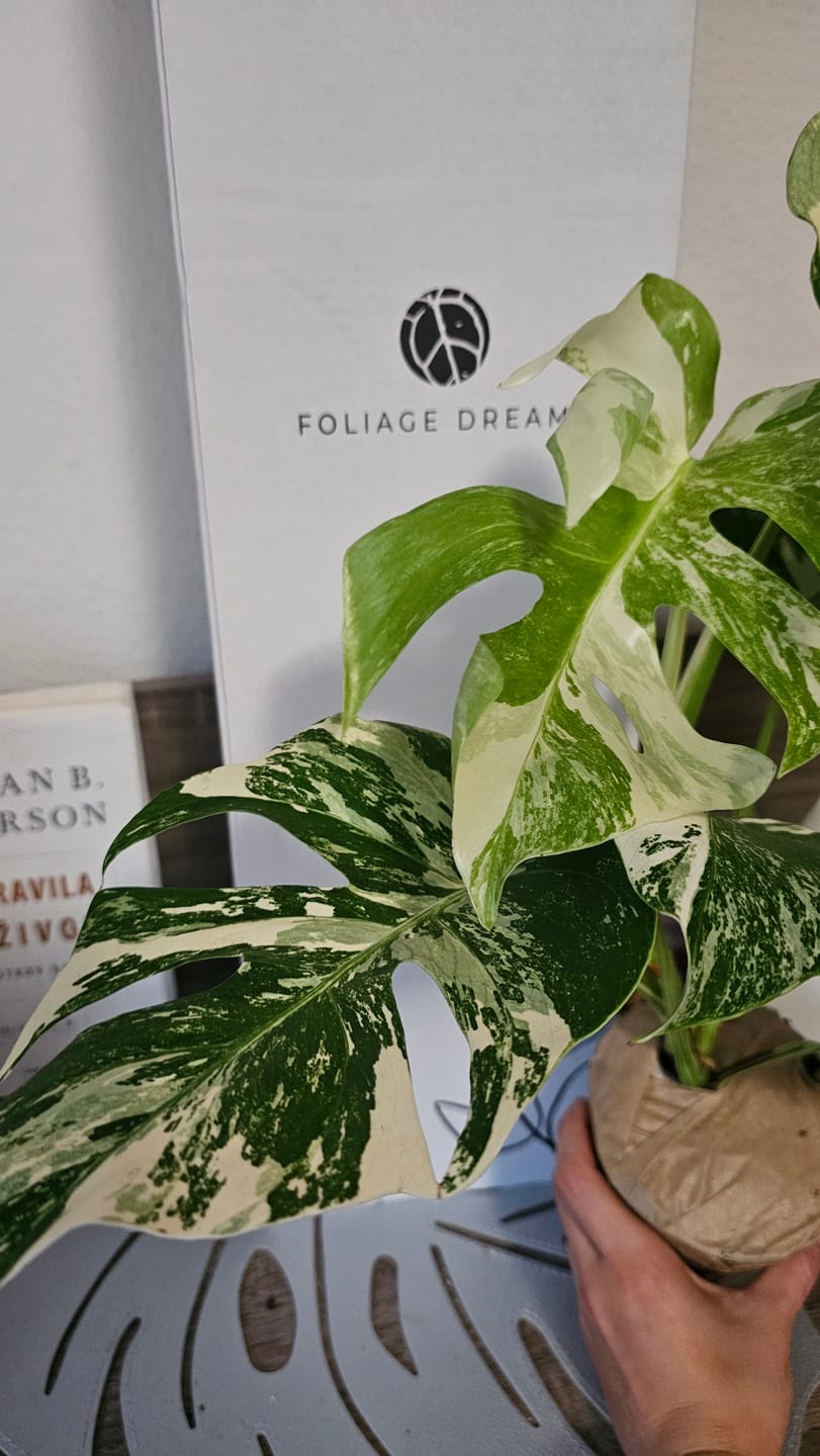 Customer photo review of Monstera Deliciosa Variegata 12cm extrem