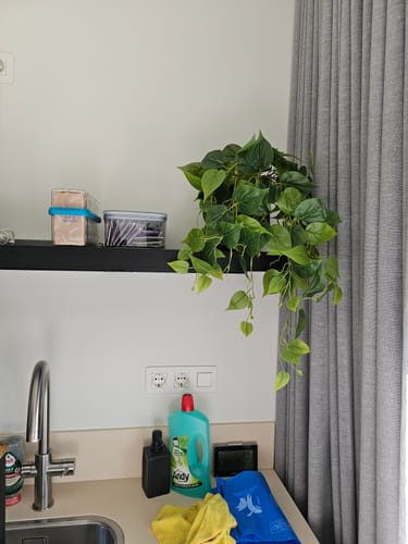 Customer photo review of Philodendron Kunst Hangplant 90cm