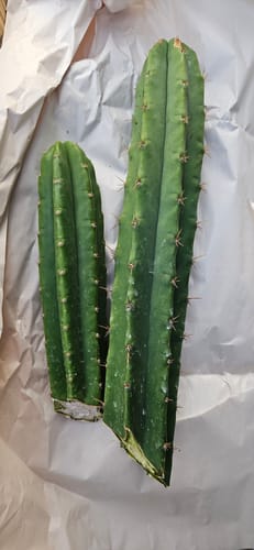 Customer photo review of Imperfect San Pedro Cactus Cuttings | Echinopsis (Trichocereus) pachanoi Cuttings