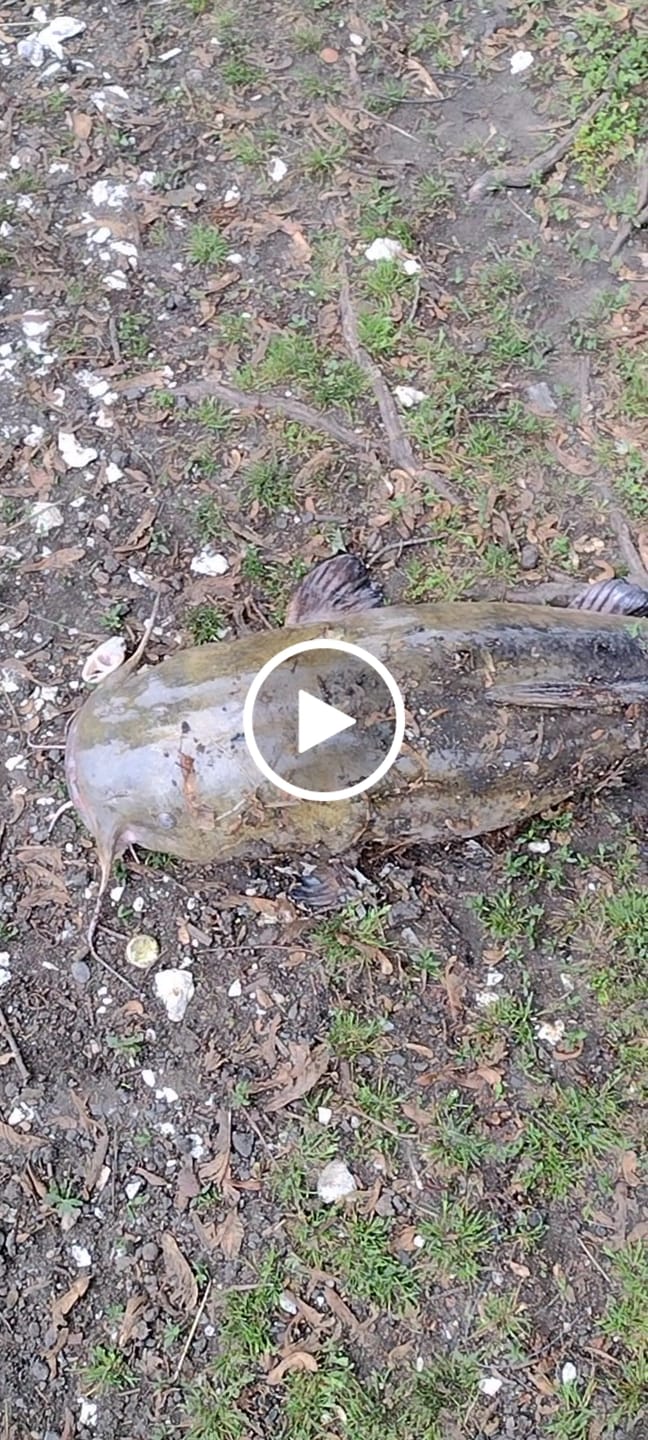Customer video review of Moss Camo 300-2000 Yard Spools