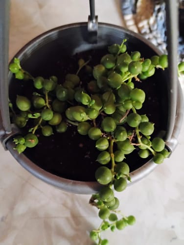 Customer photo review of String of Pearls | Senecio Rowleyanus
