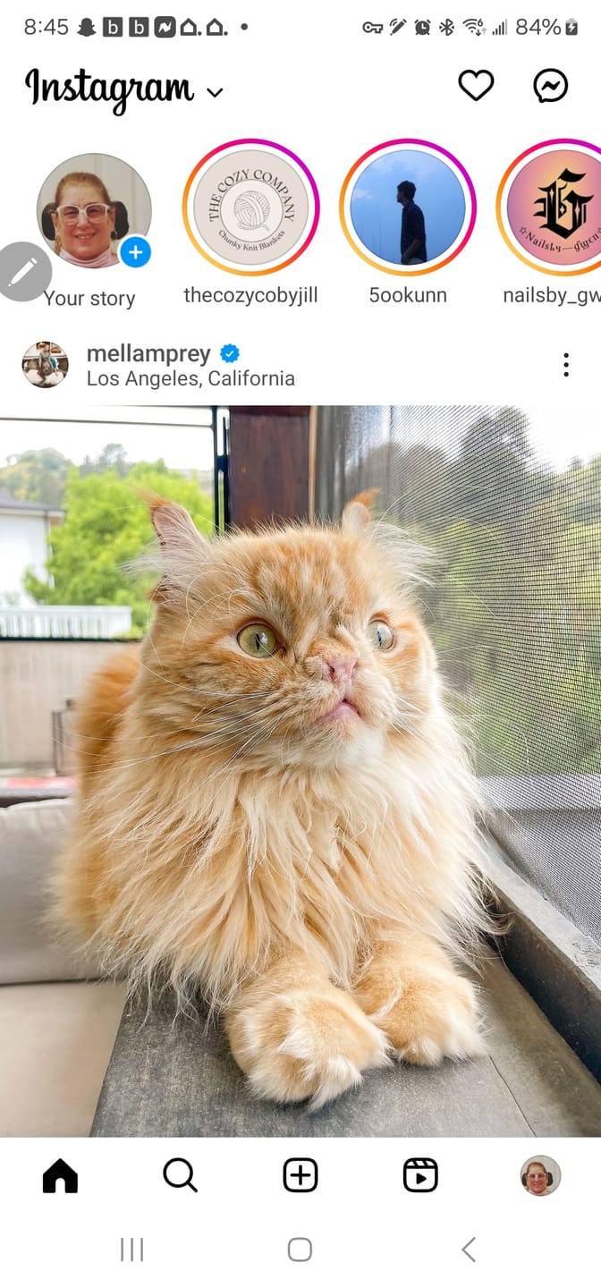 Customer photo review of Classic 1 Pet Portrait