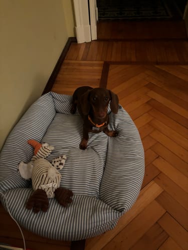 Customer photo review of Cerniera per Trasportino