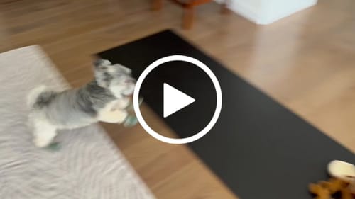 Customer video review of WagWellies® Mojave