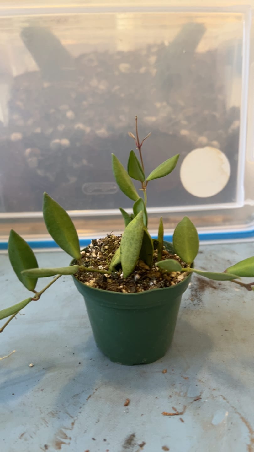 Customer photo review of Hoya sp. aff. burtoniae