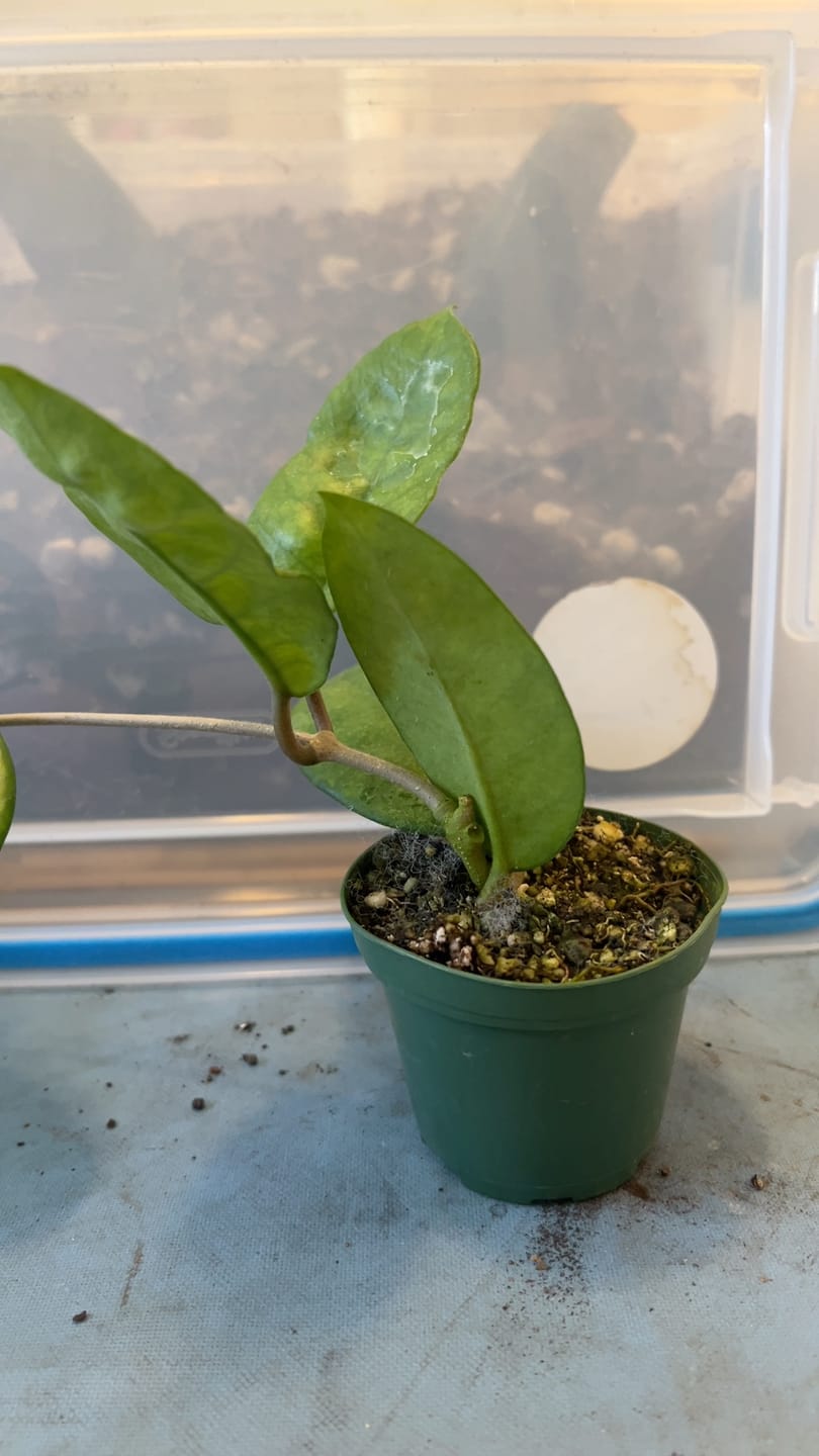 Customer photo review of Hoya fungii