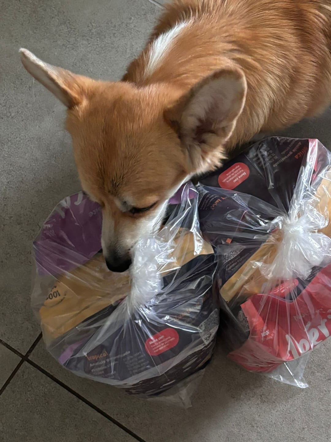Customer photo review of Nutribite I Dieta BARF a Domicilio. Alimento Natural Para Perro