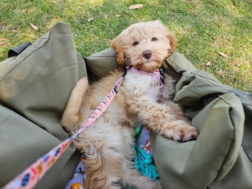 Customer photo review of Pawz Car Booster Seat Carry Bag