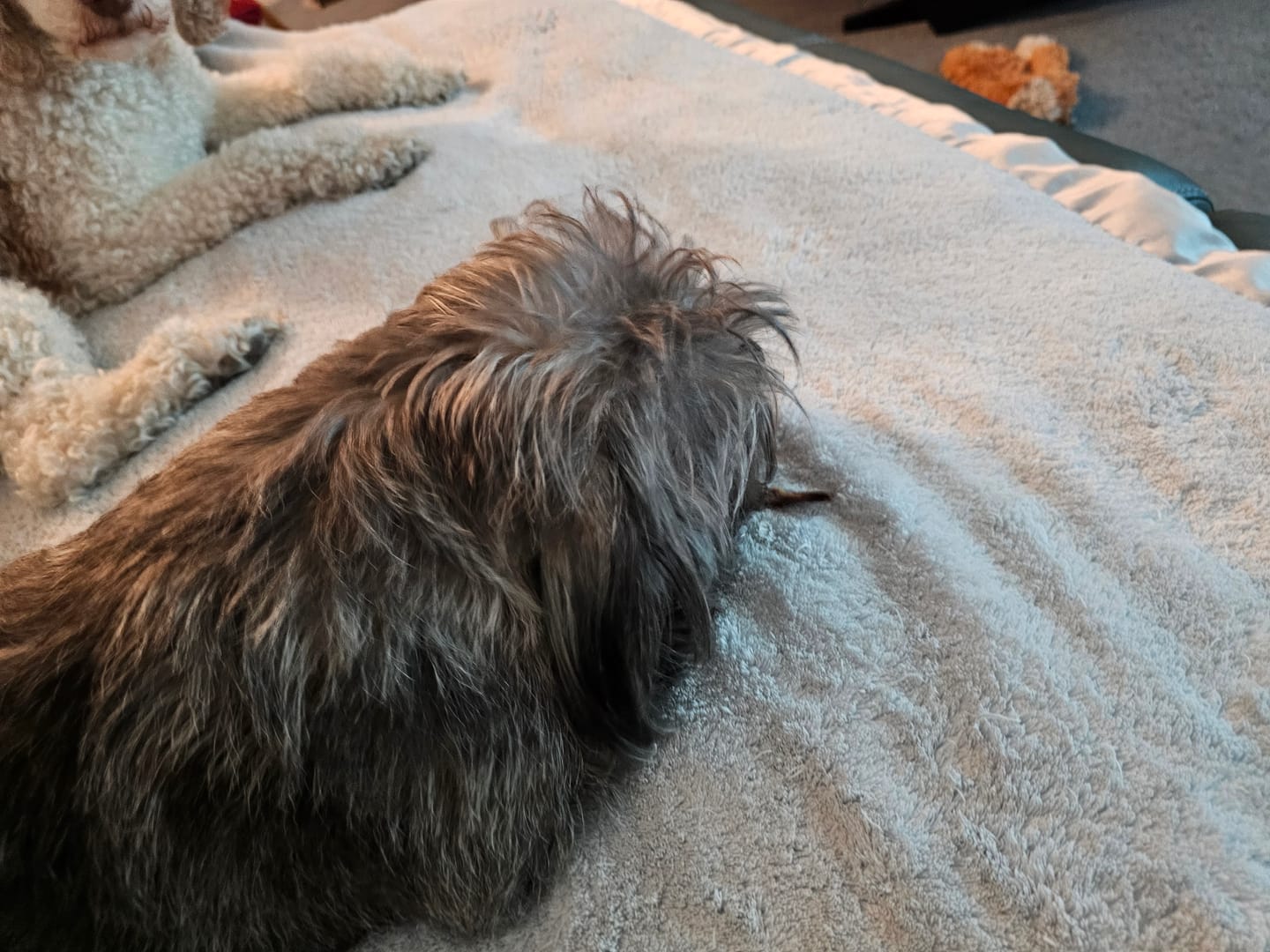 Customer photo review of Mini Pork Bullys For Dogs of All Sizes