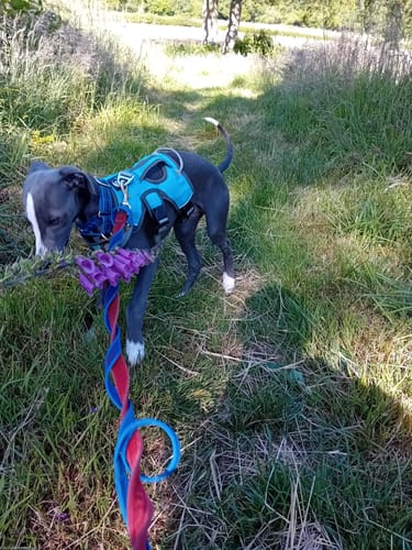Customer photo review of Sighthound Escape Proof Harness