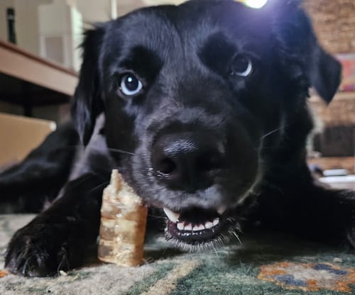 Customer photo review of Beef Trachea Tubes - 6 in