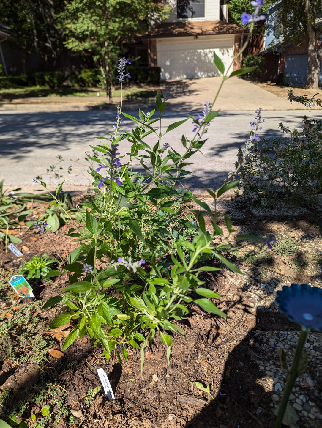Customer photo review of Salvia Mealy Blue 'Henry Duelberg'