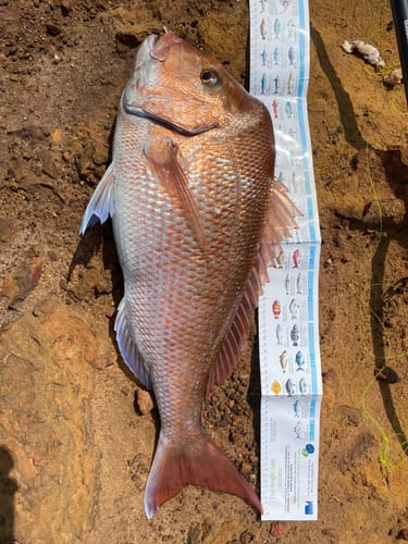 Customer photo review of Aeroo Pro Combo