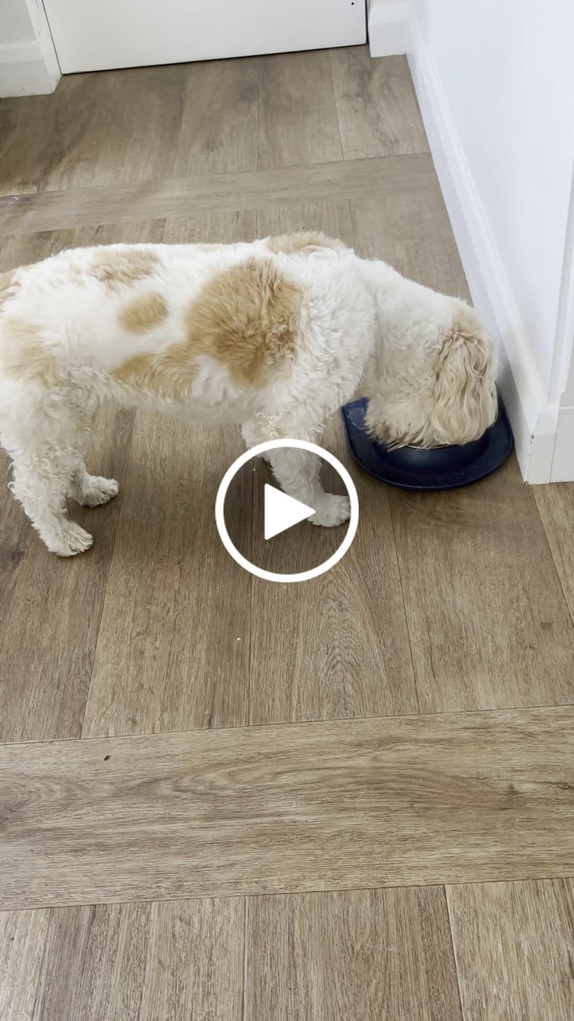 Customer video review of Green Lipped Mussel Powder For Dogs