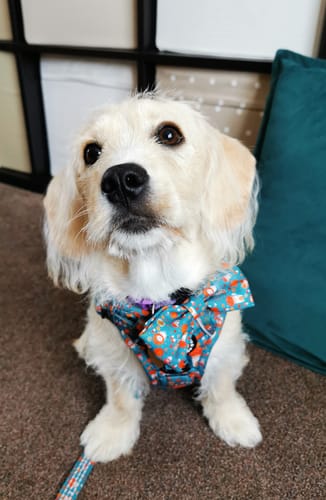 Customer photo review of Trail & Glow® Dog Harness Bundle Set - Woodland Magic