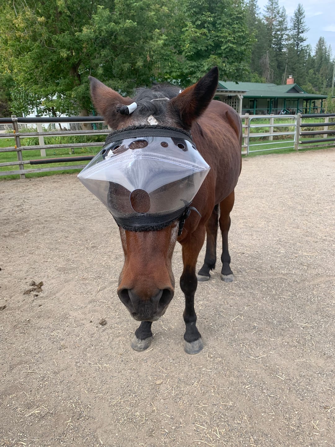 Customer photo review of Recovery Vizor - Clear UV Tint