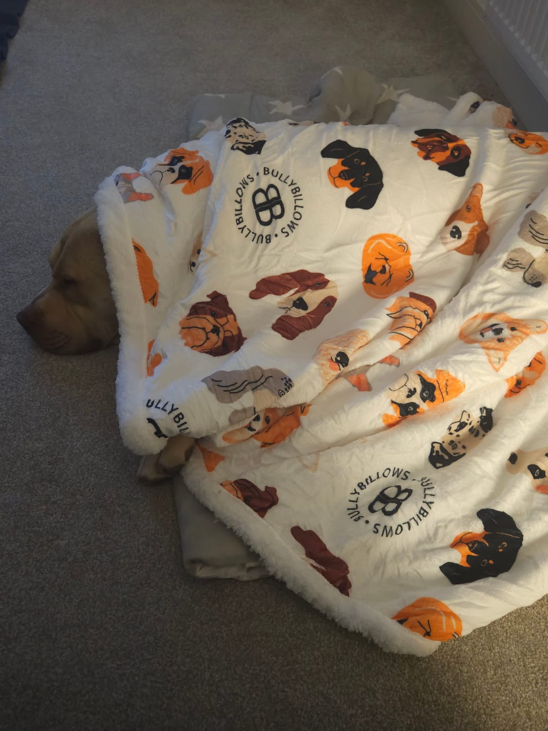 Customer photo review of Luxury BullyBillows Dog & Human Blanket