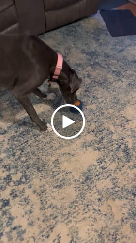 Customer video review of Freezball - Durable Fillable Dog Chew Bone