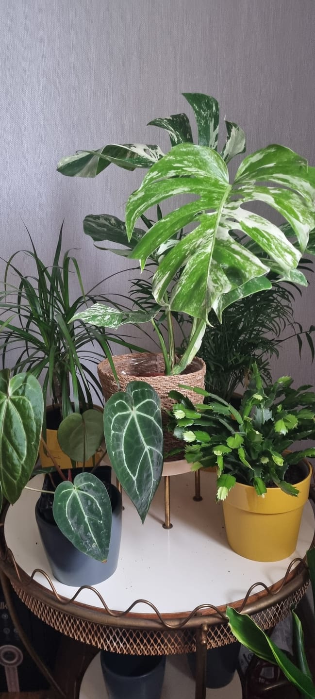 Customer photo review of Monstera Deliciosa Variegata