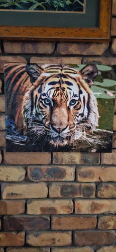 Customer photo review of Gaze of the Wild - Tiger Paint by Numbers