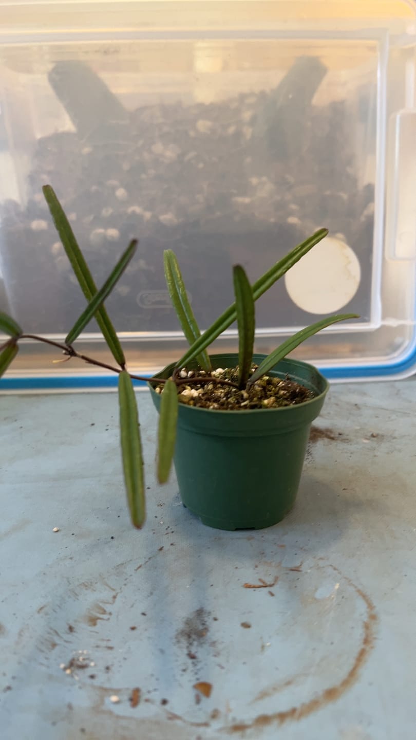 Customer photo review of Hoya insularis