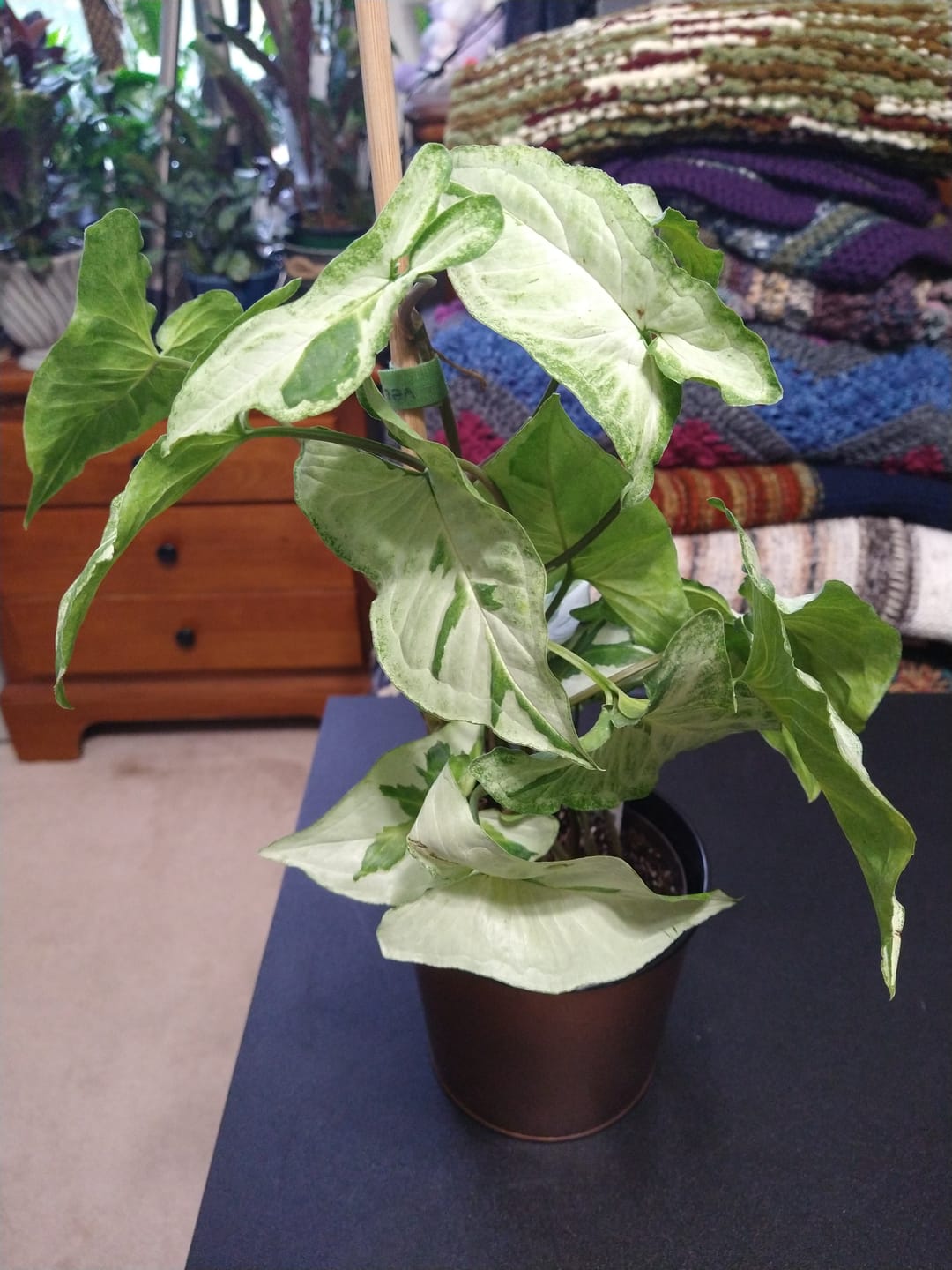 Customer photo review of Syngonium podophyllum 'Three Kings'