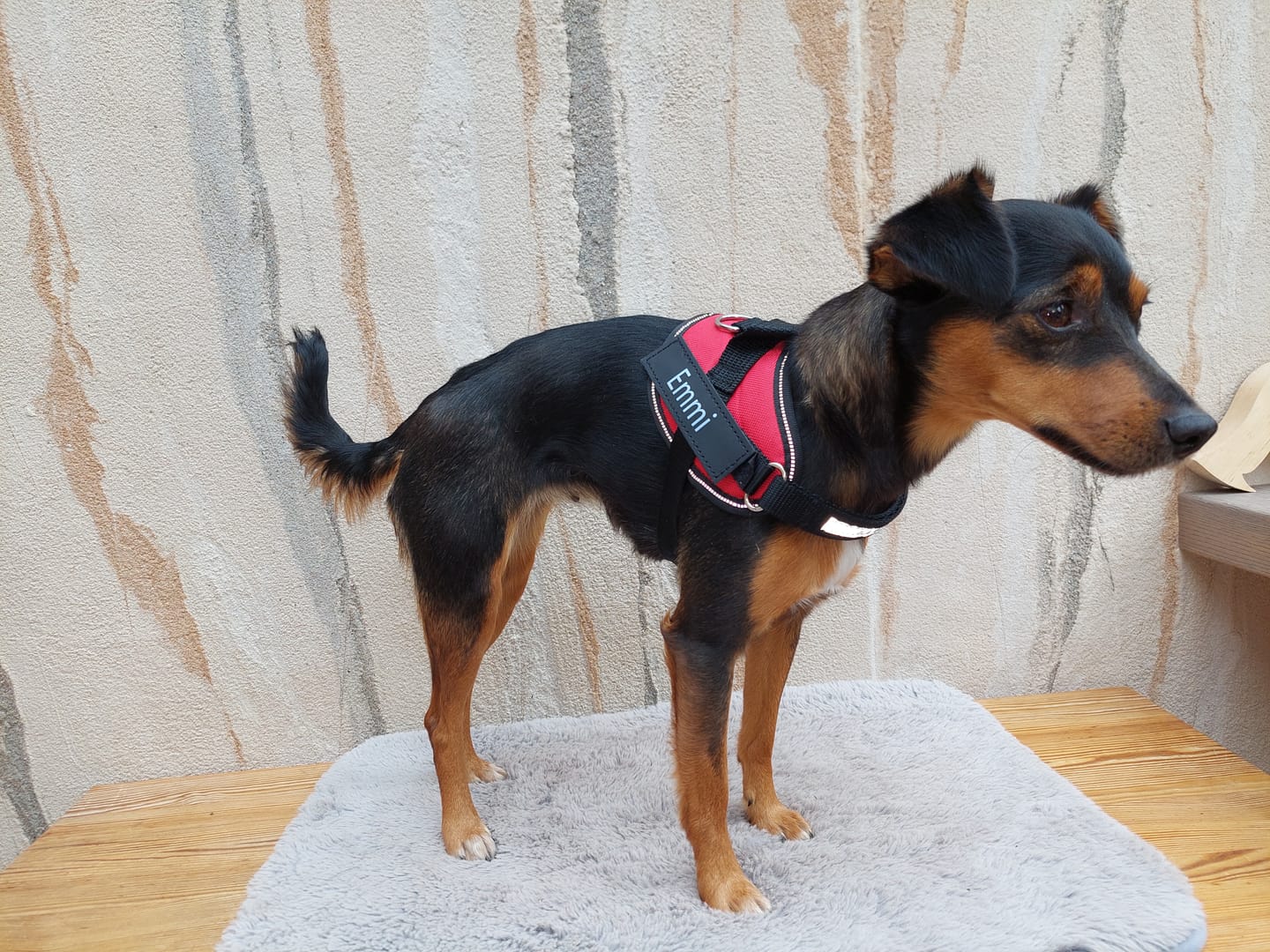 Customer photo review of Puppery™ Personalisiertes Anti-Zug Hundegeschirr