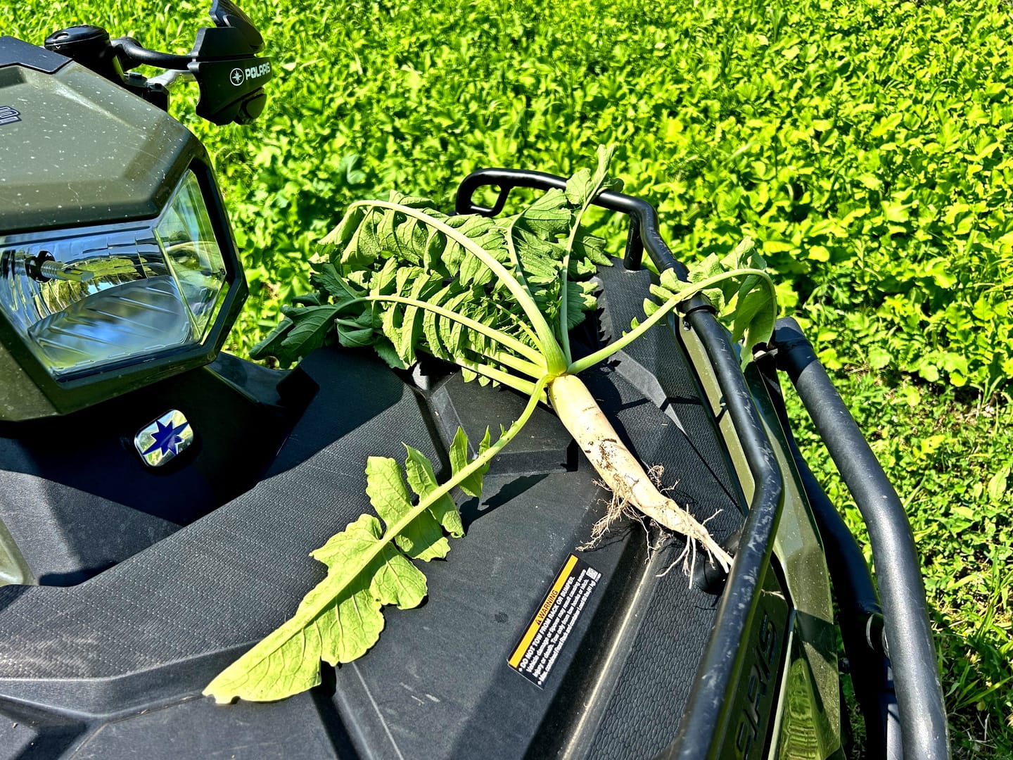 Customer photo review of Domain Pounder - Radish