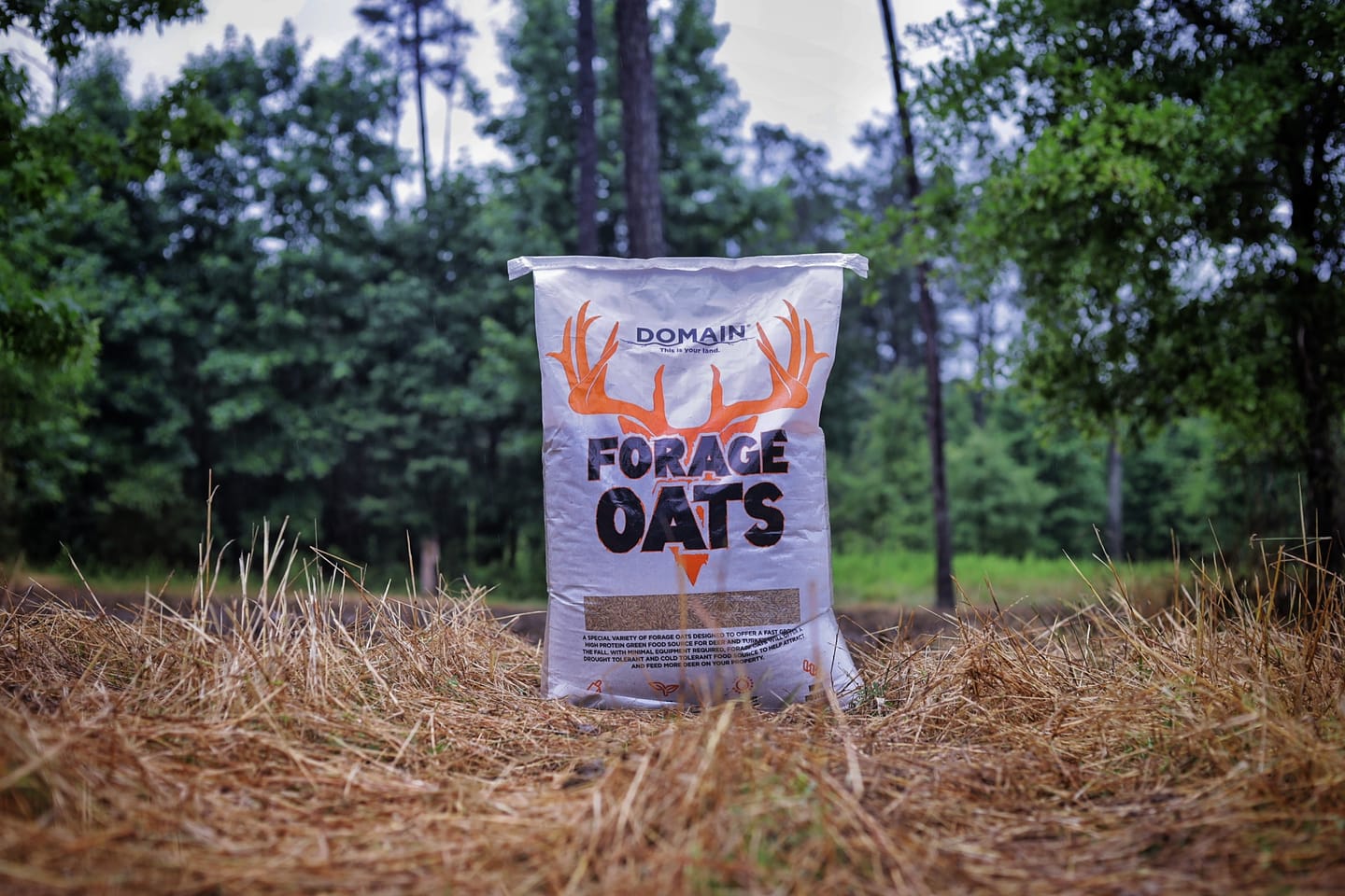 Customer photo review of Forage Oats