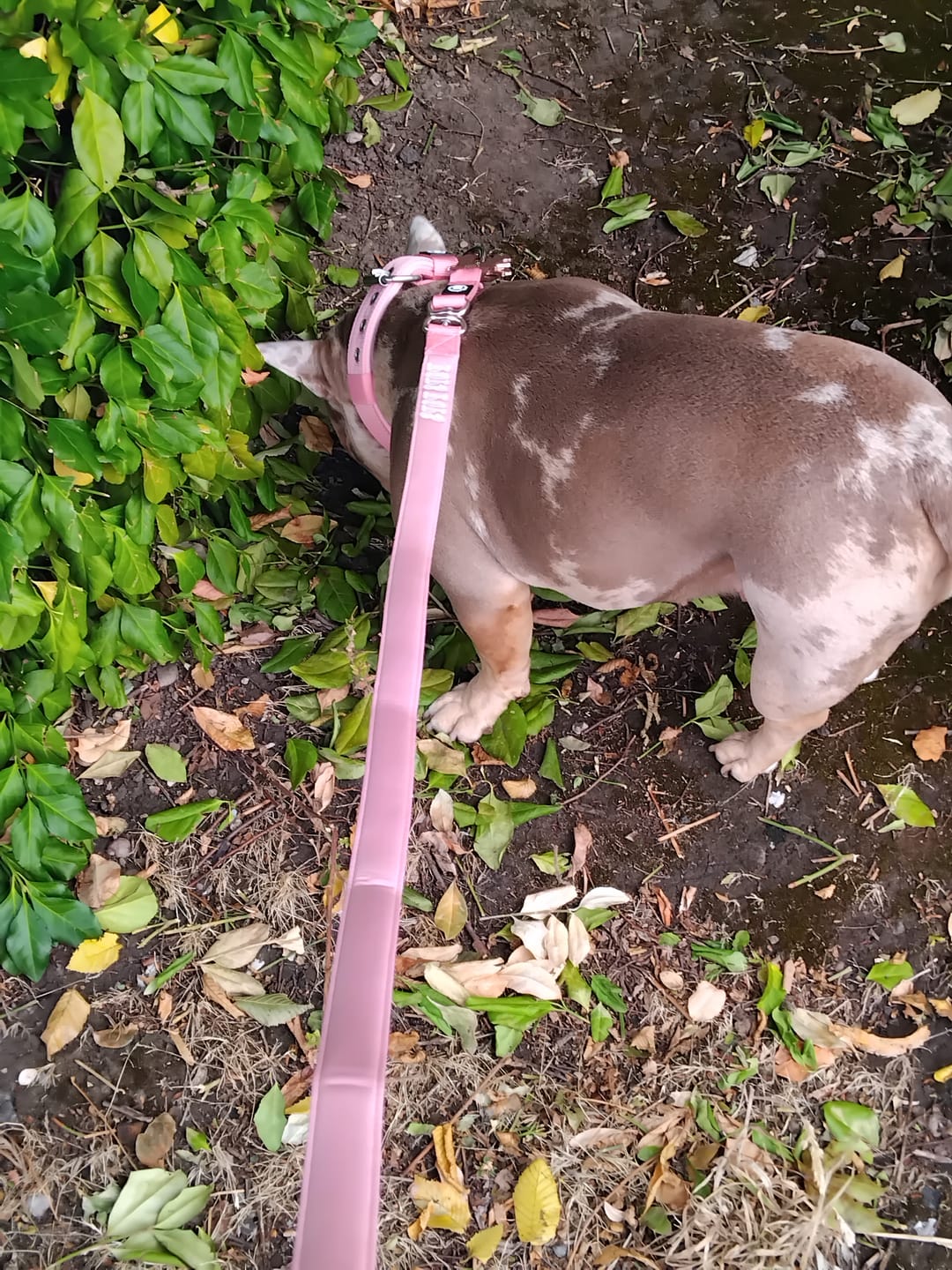 Customer photo review of 1.4m LIGHTER Swivel Combat Lead | Neoprene Lined, Secure Rated Clip with Soft Handle - Pink x Pink