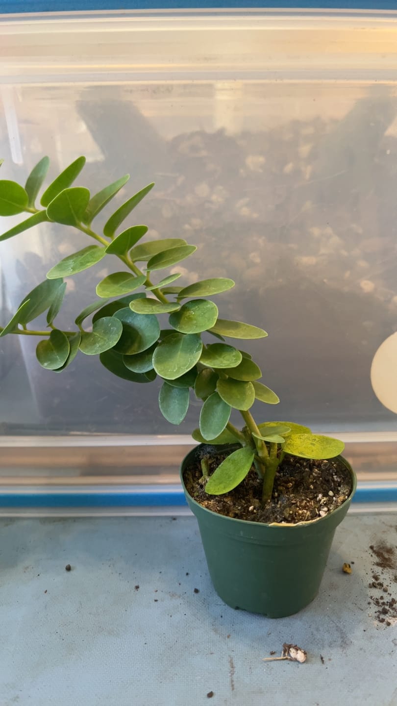 Customer photo review of Hoya cumingiana