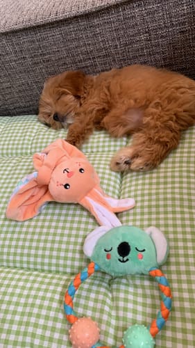 Customer photo review of Trapuntina Quadro Cotone Vichy Verde Chiaro