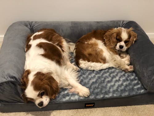 Customer photo review of PaWz Premium Pet Sofa Bed