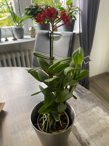 Customer photo review of Epidendrum Nordic Fire Dauerblüher mit orange-roter Blüte und 1+ Stielen