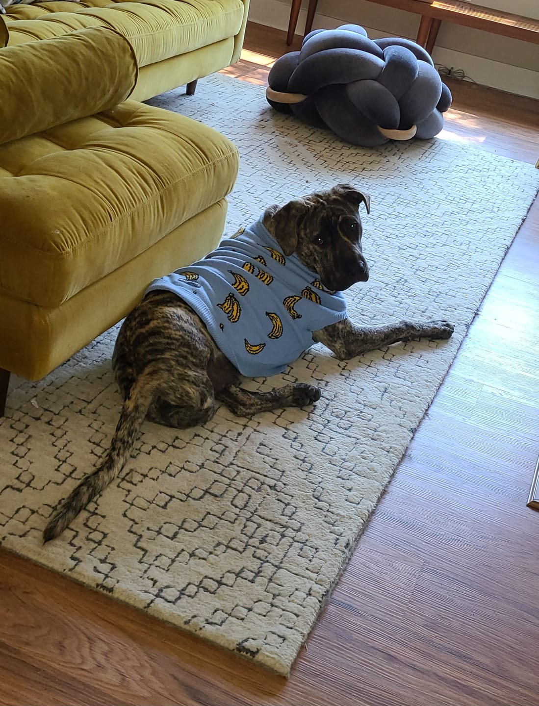 Customer photo review of Banana Knit Dog Sweater