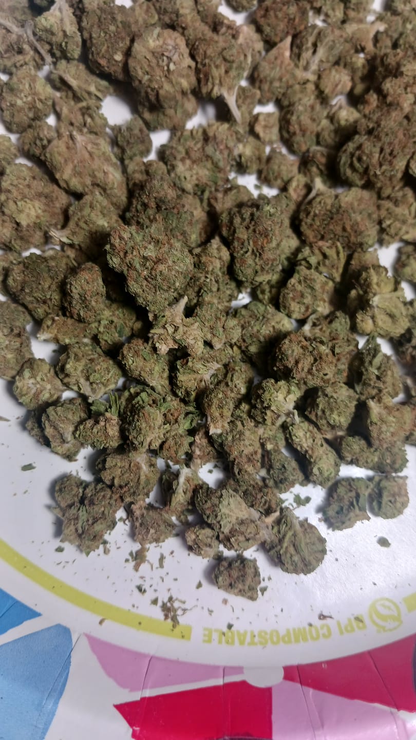 Customer photo review of Exotic Micros