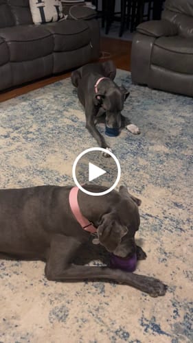 Customer video review of Freezball - Durable Fillable Dog Chew Bone