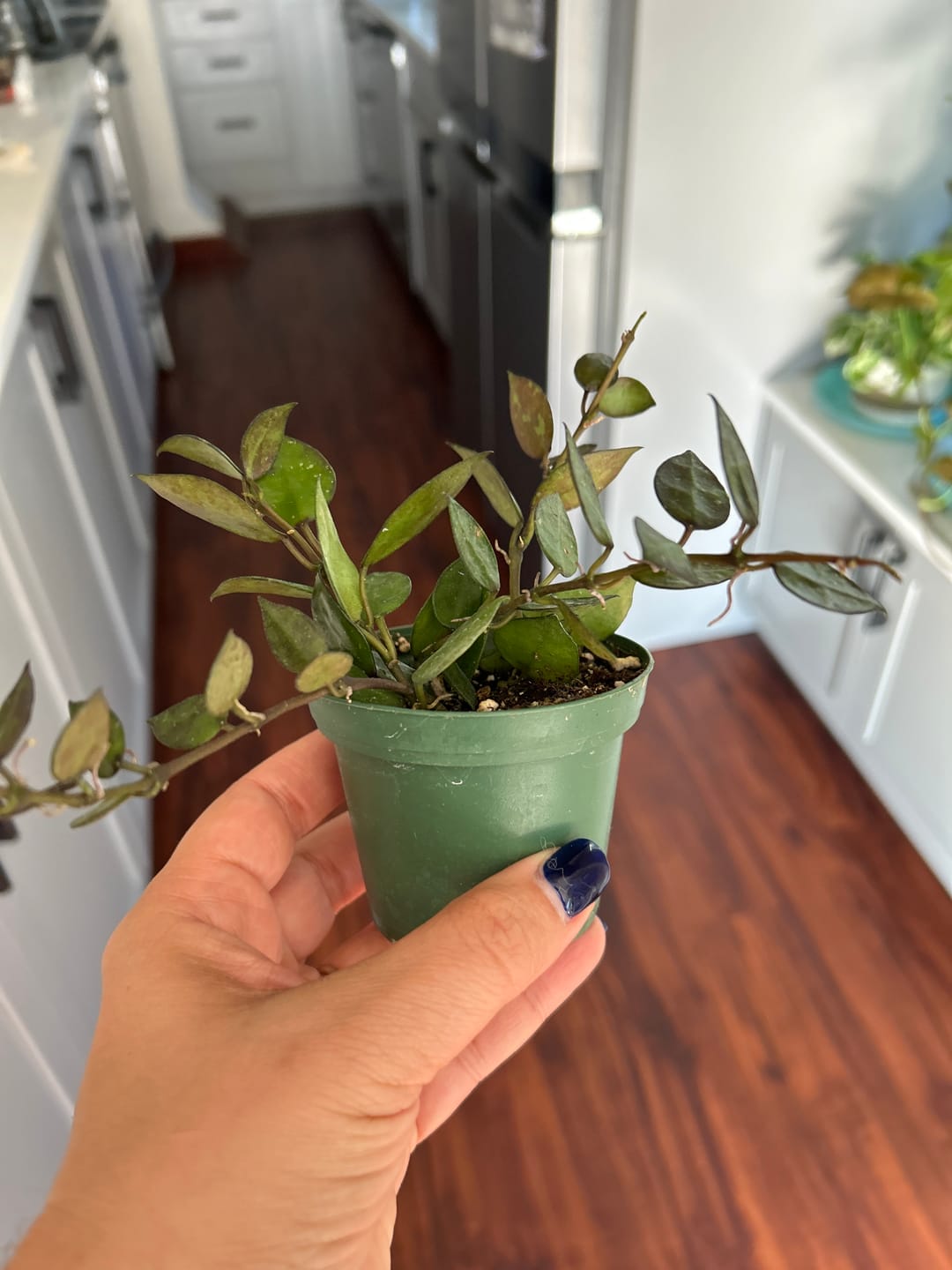 Customer photo review of Hoya krohniana 'Black'