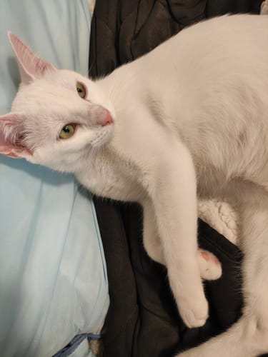 Avis photo d'un client sur Croquettes Chaton Sans Céréales - Poulet & Huile de Saumon