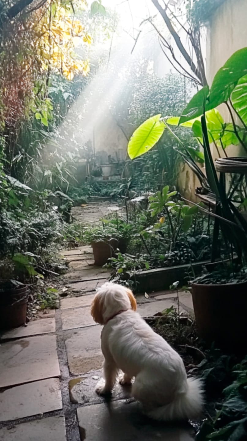 Customer photo review of Happy Boost I  Fortalece el Sistema Inmune de tu Mascota. Contiene Omega 3
