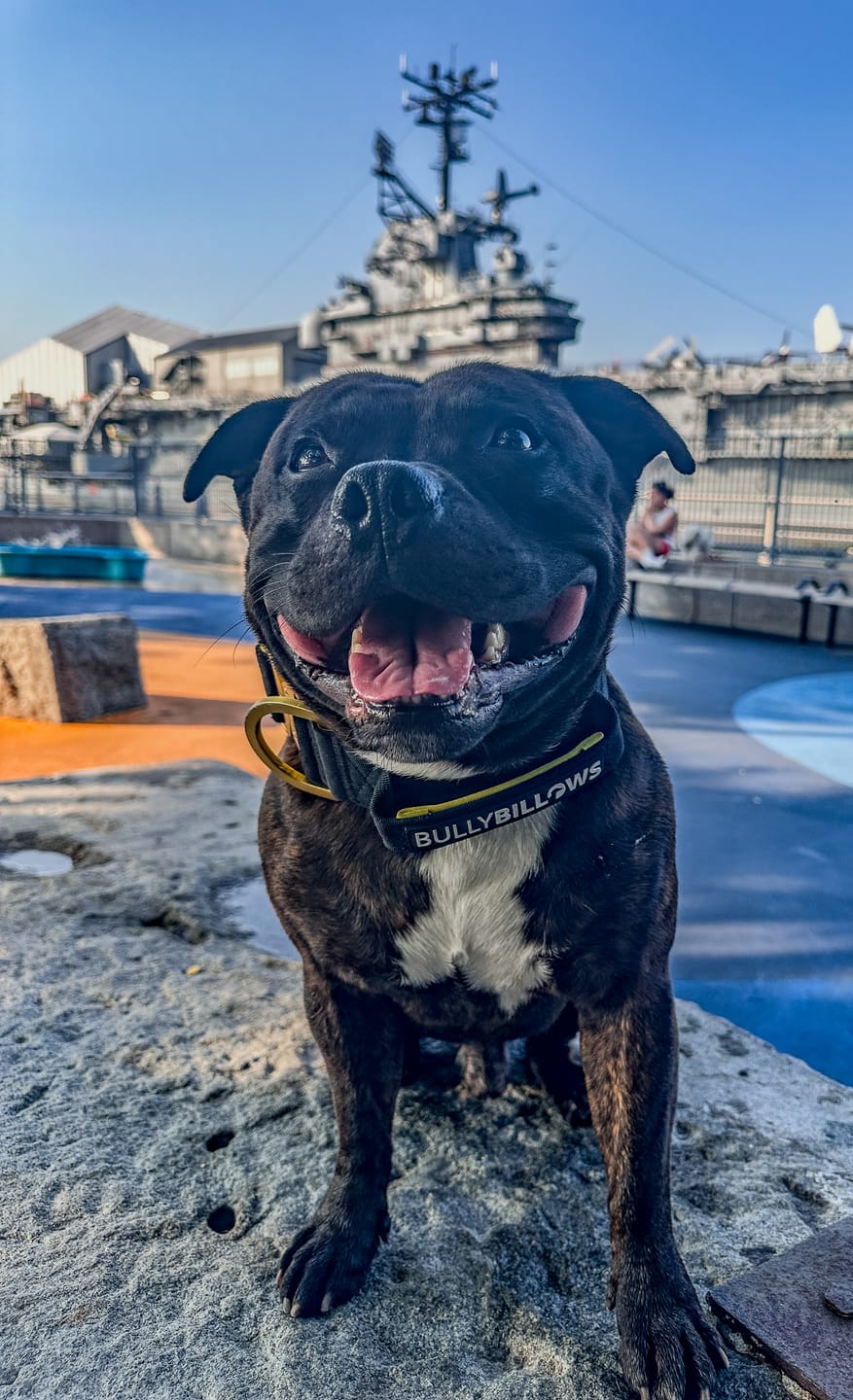 Customer photo review of 5cm LIGHTER Combat® Collar | With Handle Rated Clip - Black, Yellow & Gold